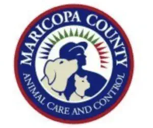 Pets in Car Accidents