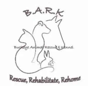 pets in car accident