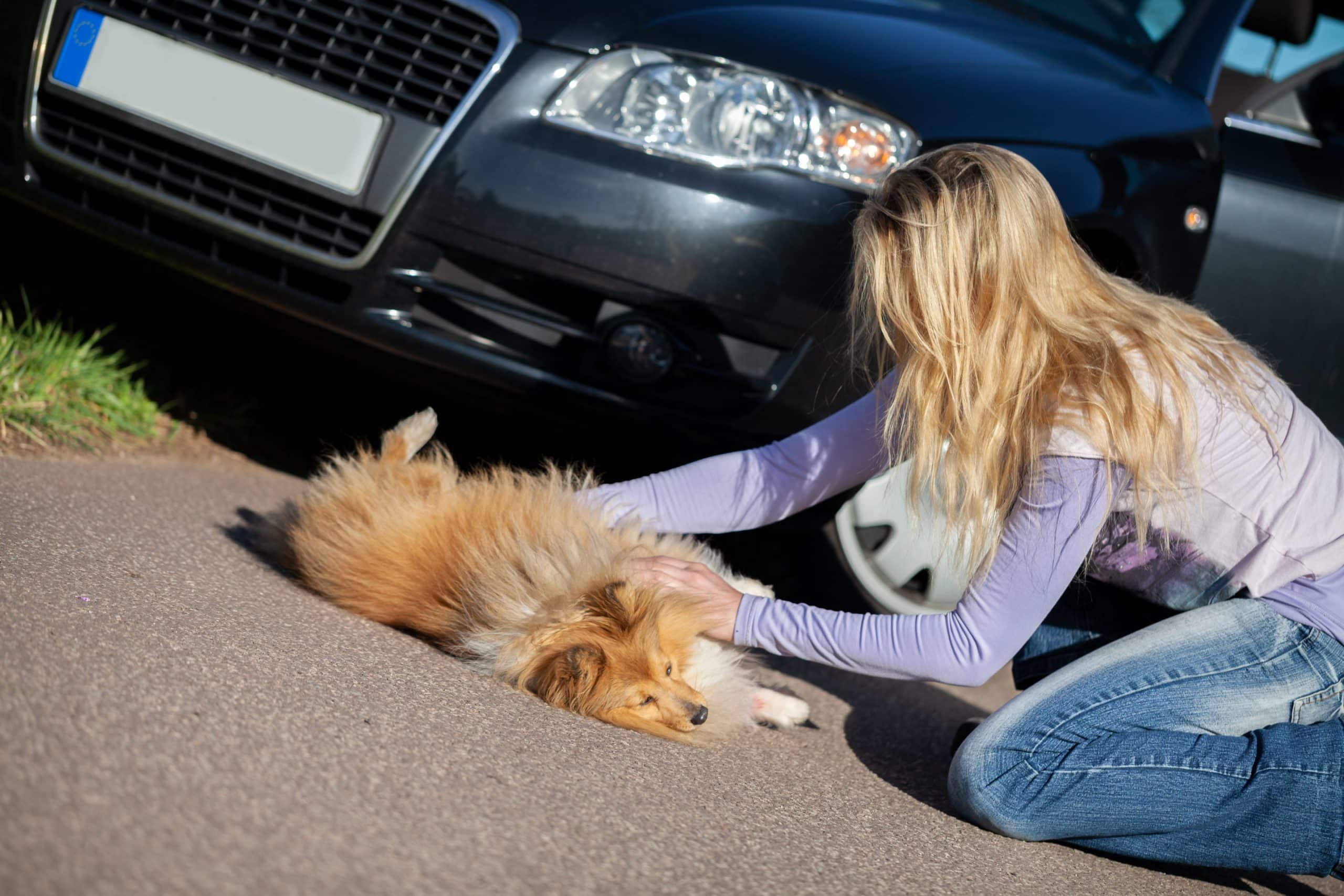 accident with your pet is a frightening experience | woman bumps into a dog